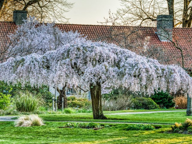 Cherry blossom tree in Copenhagen city park