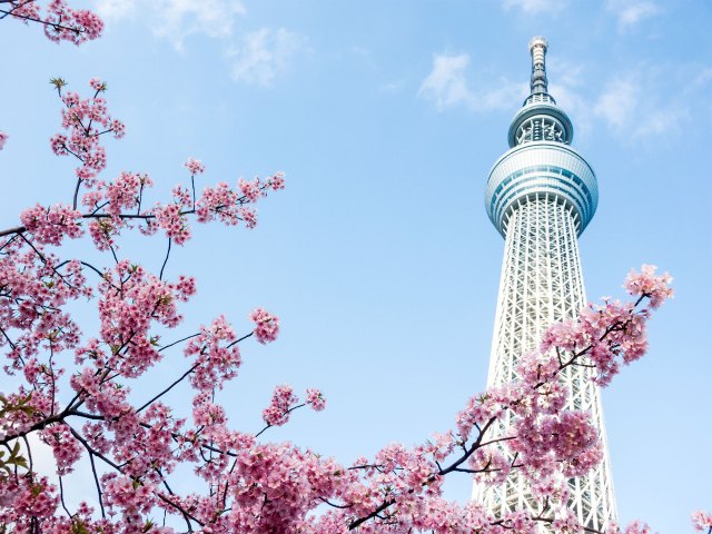 Pink cherry blossoms framing a tall tower with two spheres at the top