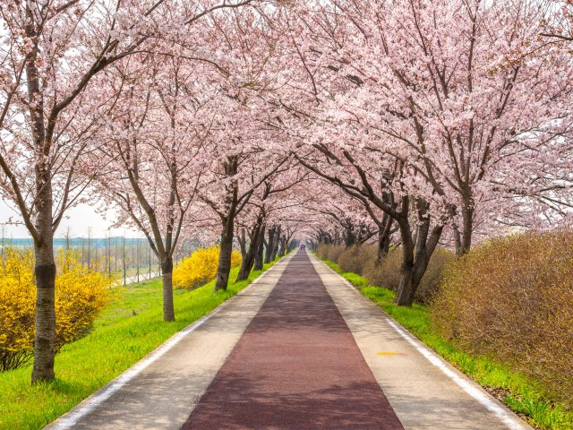 Pathway lined with cherry blossoms in Busan, South Korea