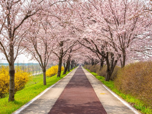 8 Places Where You Can Witness Epic Cherry Blossoms — Daily Passport