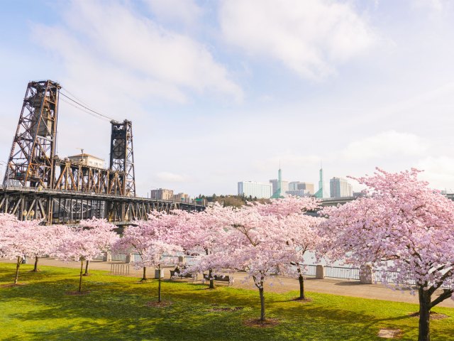 Riverfront park in Portland, Oregon, filled with cherry blossom trees