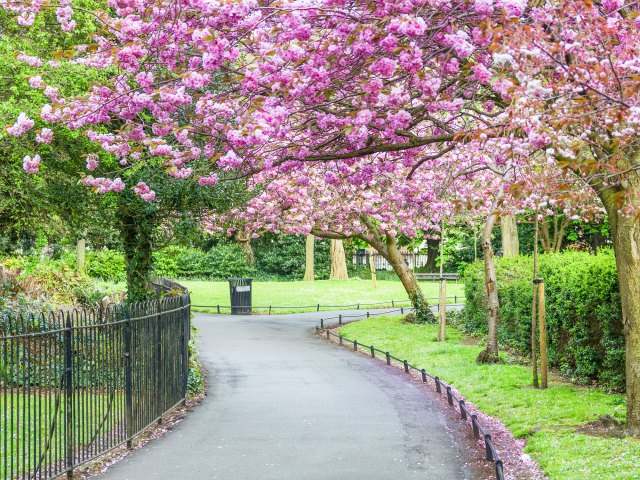 Winding path lined with cherry blossom trees in Dublin, Ireland