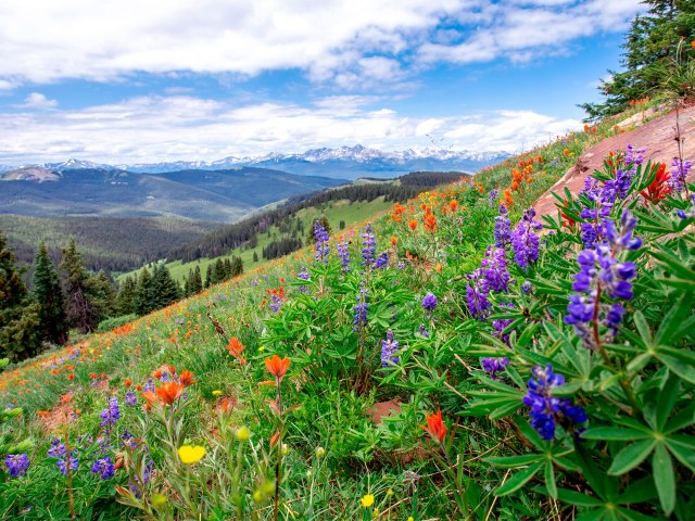 Colorful flowers on mountainside in Vail, Colorado