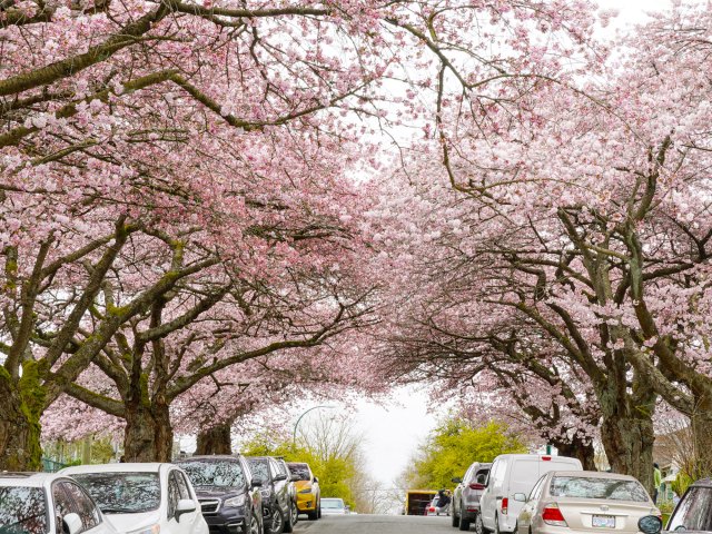 Cherry blossoms bloomed over parked cars on Vancouver street