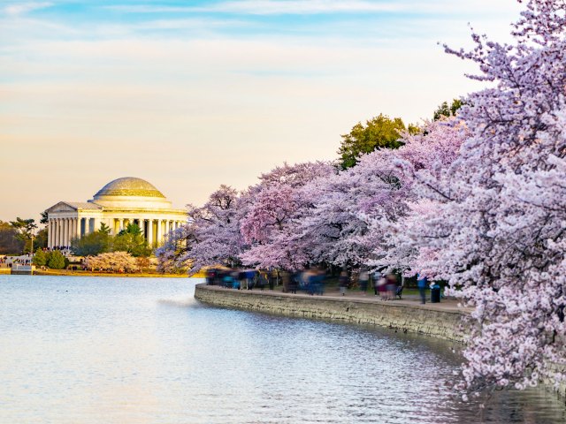 Cherry blossom trees lining the Tidal Basin in Washington, D.C.