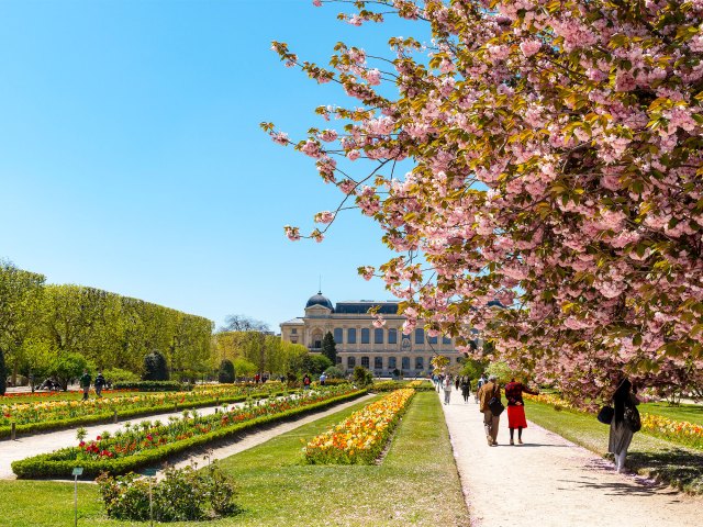 Cherry blossom trees and people strolling in Paris park