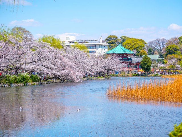 Cherry blossom trees along lake in Tokyo, Japan