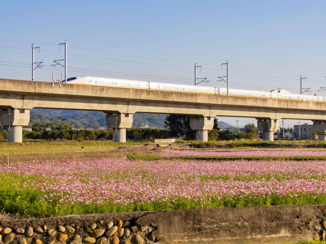 Train passes over Changhua-Kaohsiung Viaduct in Taiwan, standing over a field of flowers