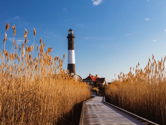 A picture of tall wheat stalks lining a platform leading to a black and white lighthouse