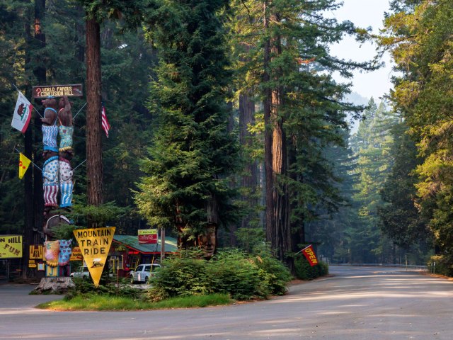 Dirt road flanked by tall forest trees and signs for Confusion Hill in California