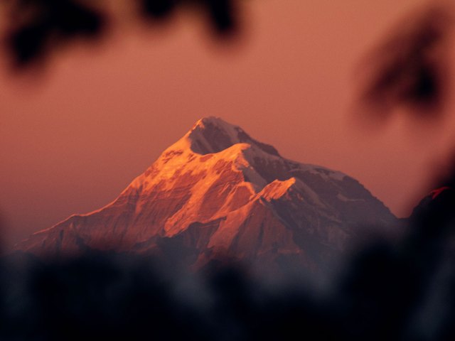 View between trees of snow-covered Himalayas at sunset