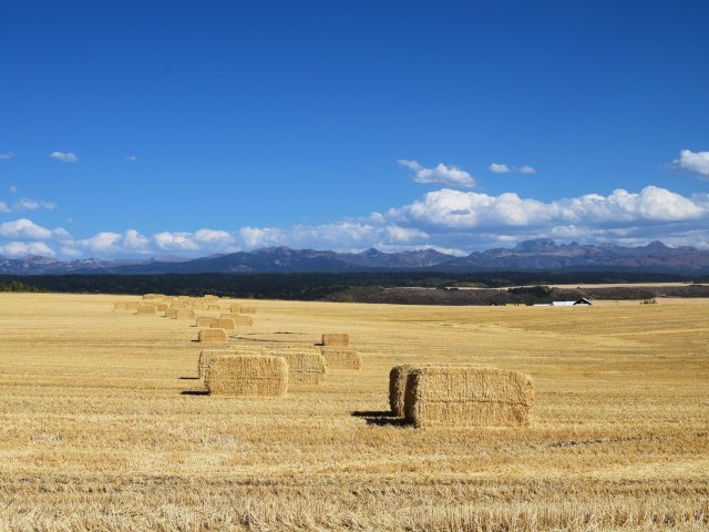 Expansive wheat fields in Glasgow, Montana