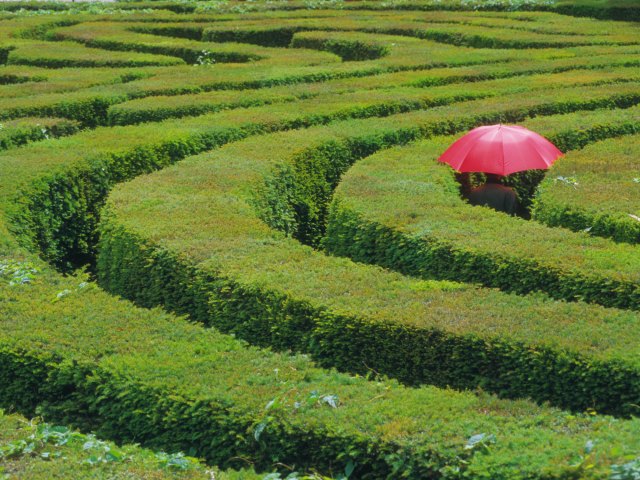 Person standing under red umbrella in circular hedge maze