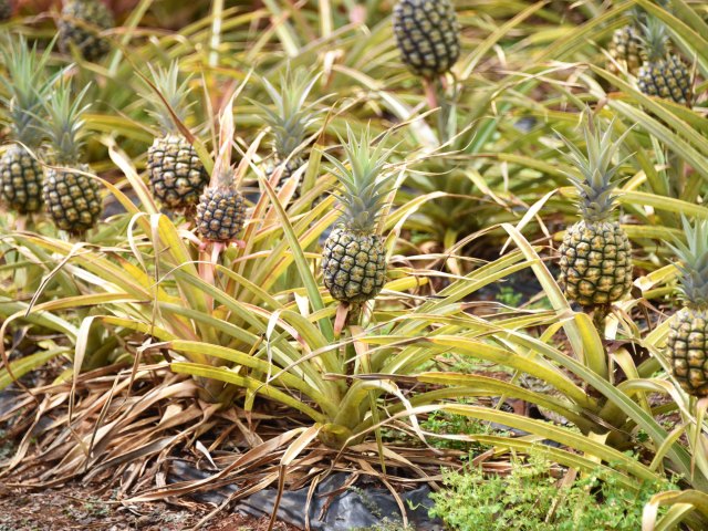 Close-up shot of pineapples growing