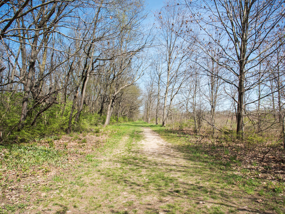 Grassy trail through rural Illinois