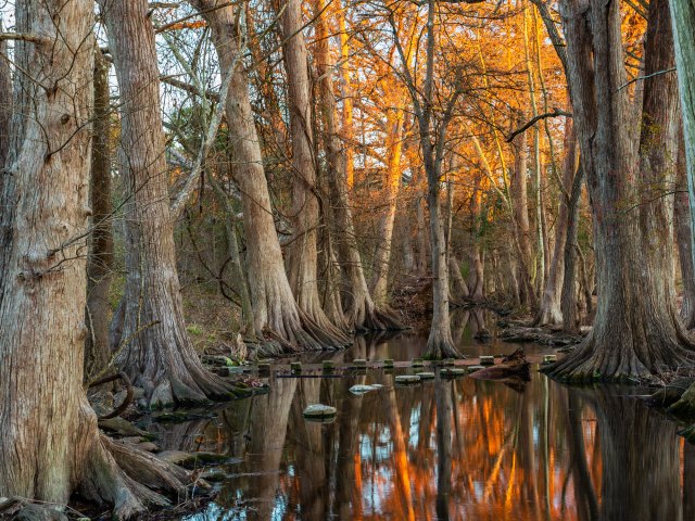 A picture of tall, bare-trunk trees growing out of a watery bog