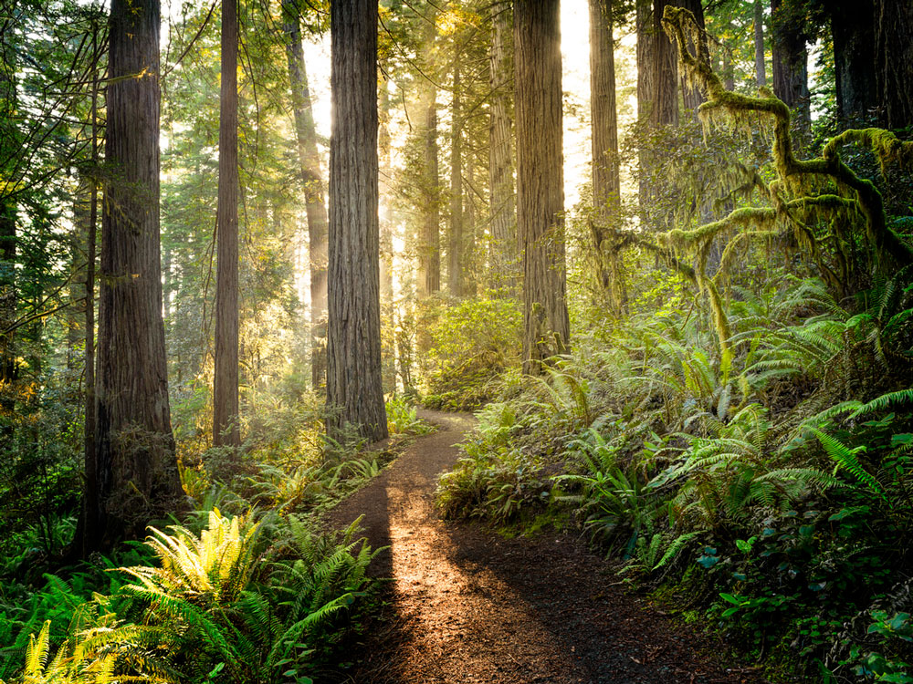 A picture of a trail cutting through a green forest with towering tree trunks