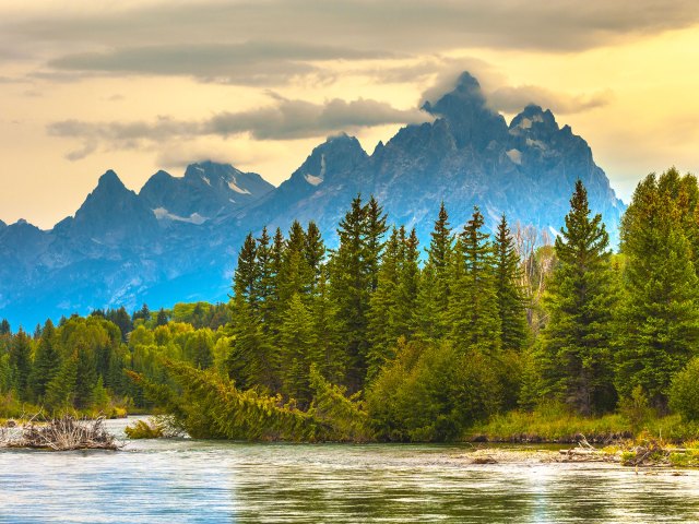 A picture of tall pine trees along a river with towering mountains in the background