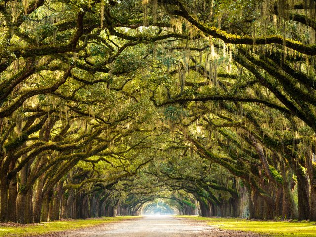 Long path draped in oak trees and Spanish moss in Savannah, Georgia