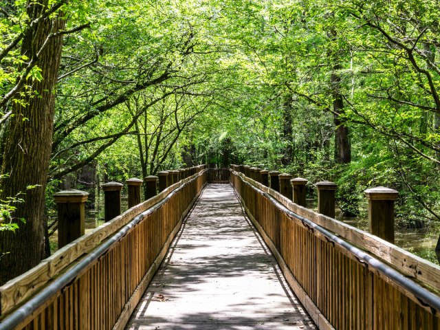 Empty pathway draped in trees in Mississippi