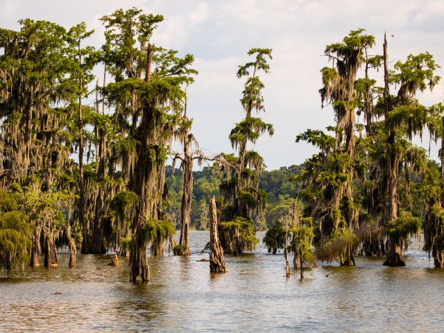 Swamp landscape in Louisiana 
