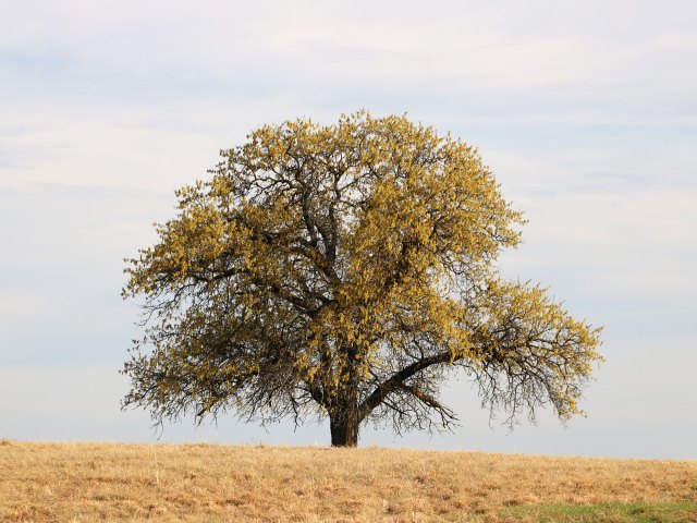 Lone tree atop grassy hill in Oklahoma
