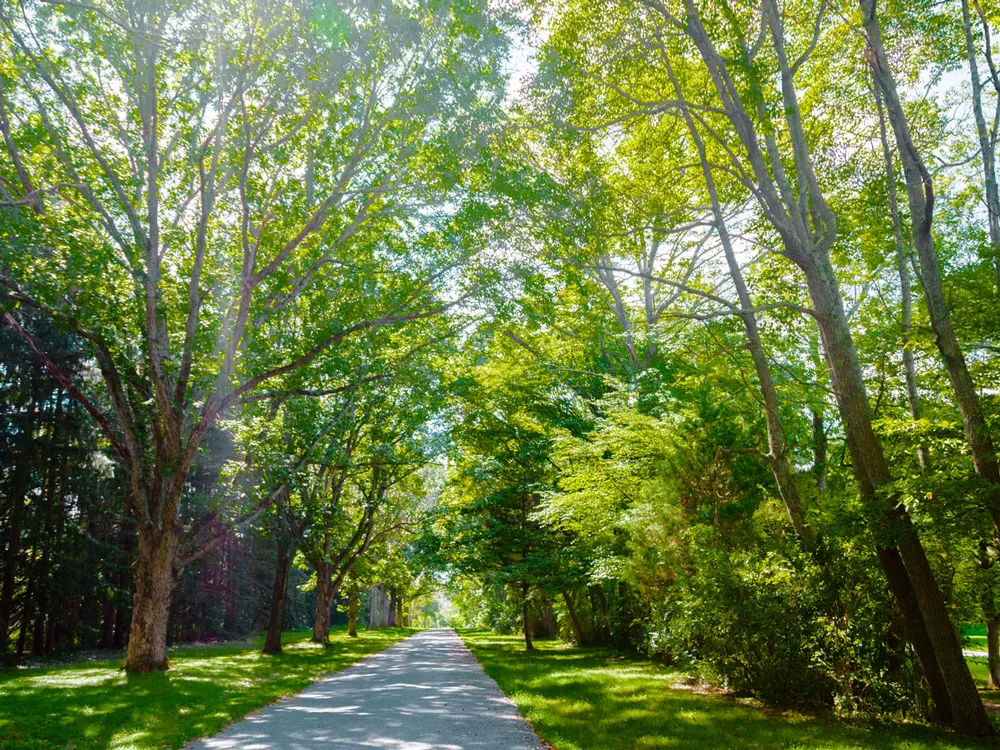 Empty path draped in trees in New Jersey