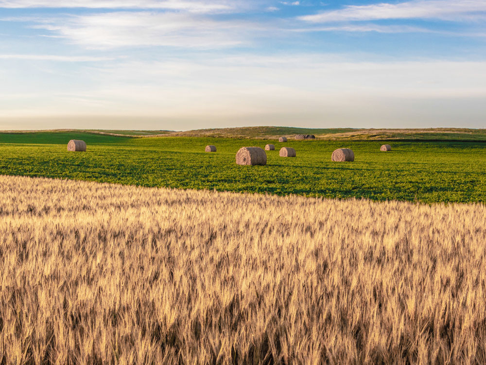 Expansive wheat fields in North Dakota