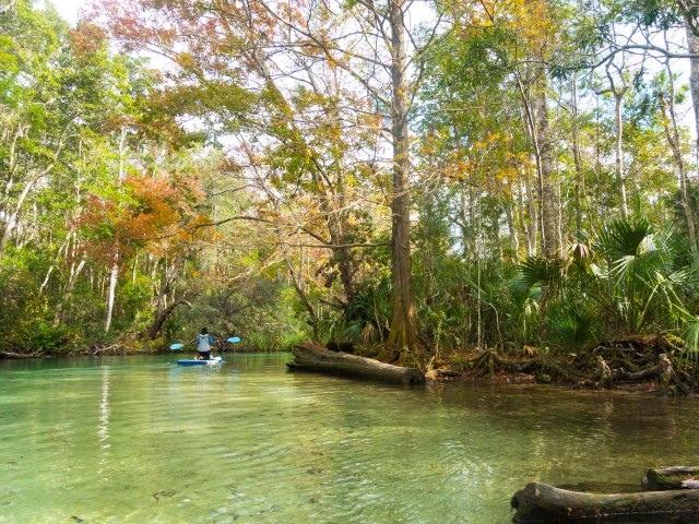 Person paddleboarding Florida creek