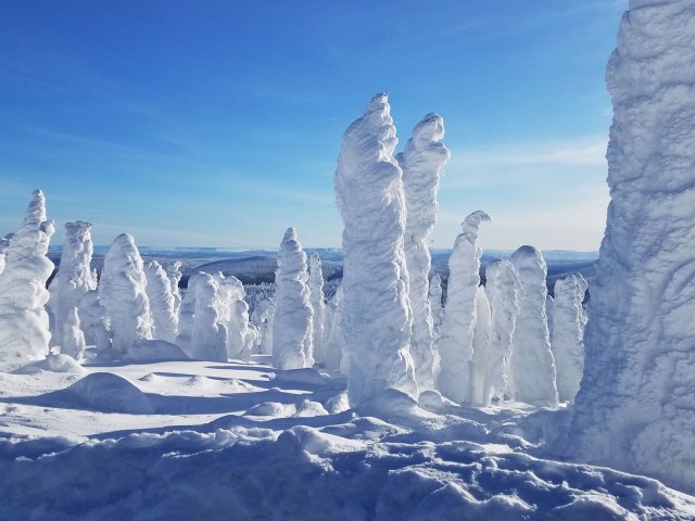 Snow-covered trees in Alaska