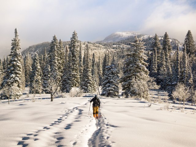 Person cross-country skiing through Colorado mountains