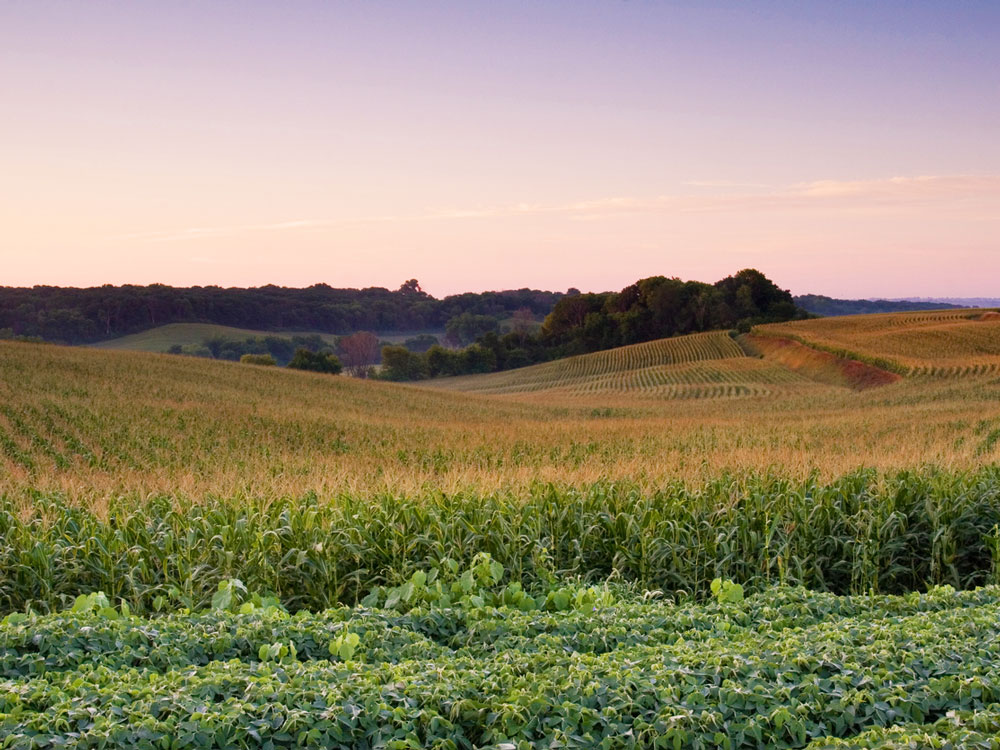 Sunset view of rolling hills of Iowa covered in corn fields