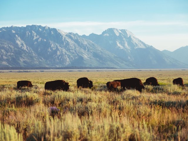 Buffalo grazing on field in Wyoming with mountains in distance
