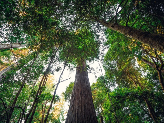 View up at Hyperion Tree in Redwood National Park in California