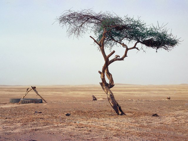Tree of Ténéré in Niger surrounded by empty desert landscape