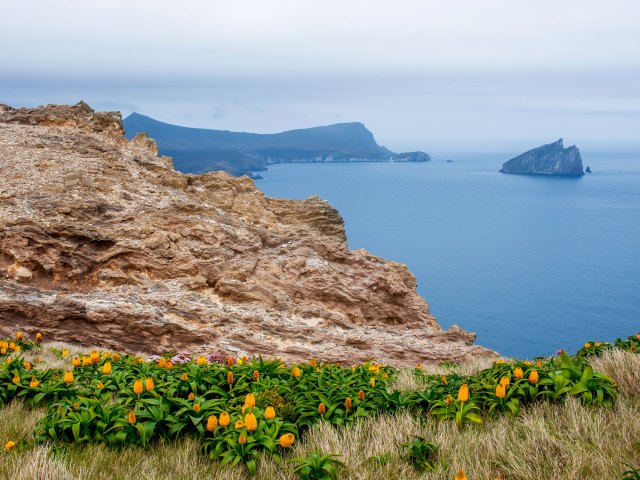 View of New Zealand coastline from flower-covered clifftop 