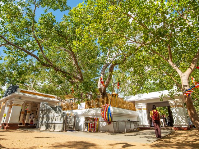 Jaya Sri Maha Bodhi tree growing out of building courtyard in Sri Lanka