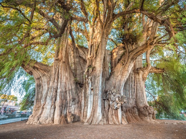 Base of Mexico's Árbol del Tule, the world's widest tree