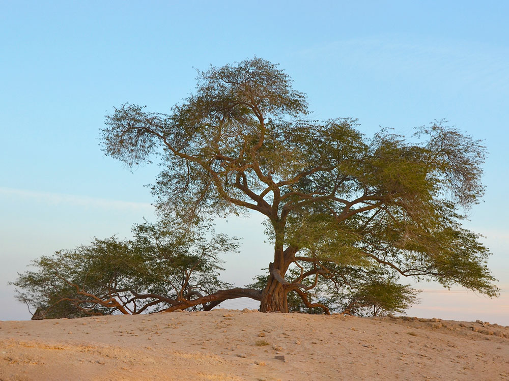 Tree of Life in Bahrain overlooking desert landscape