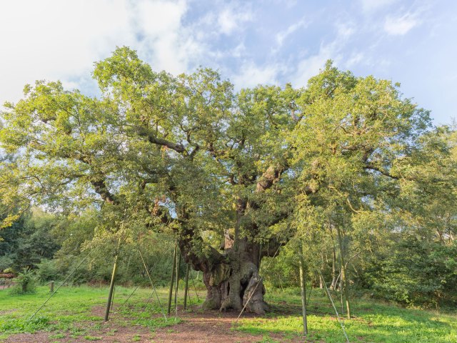View of Major Oak Tree in England