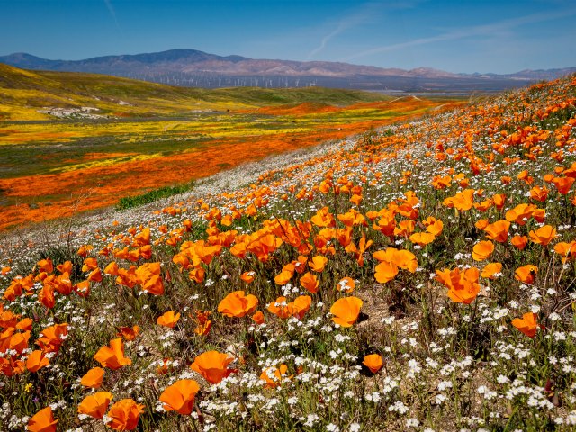Field of poppies in California desert