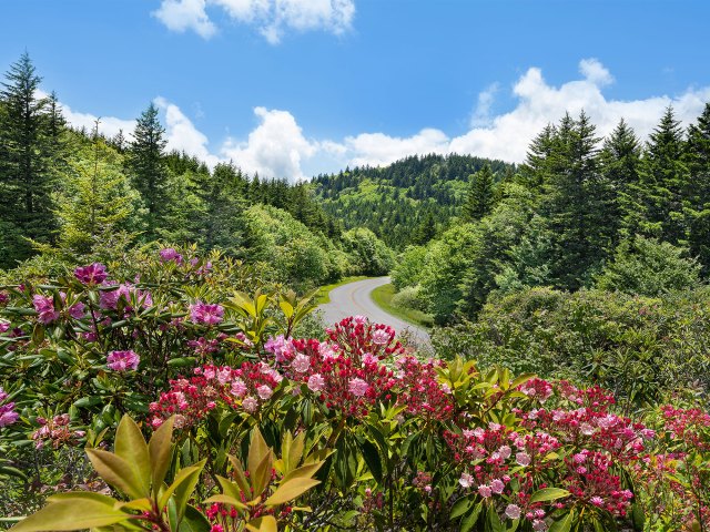 Flowers blooming along the Blue Ridge Parkway