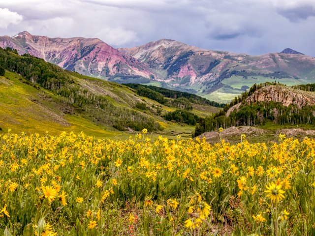 Yellow flowers blooming in mountain valley of Crested Butte, Colorado