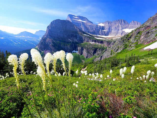 White flowers blooming in mountain valley of Glacier National Park
