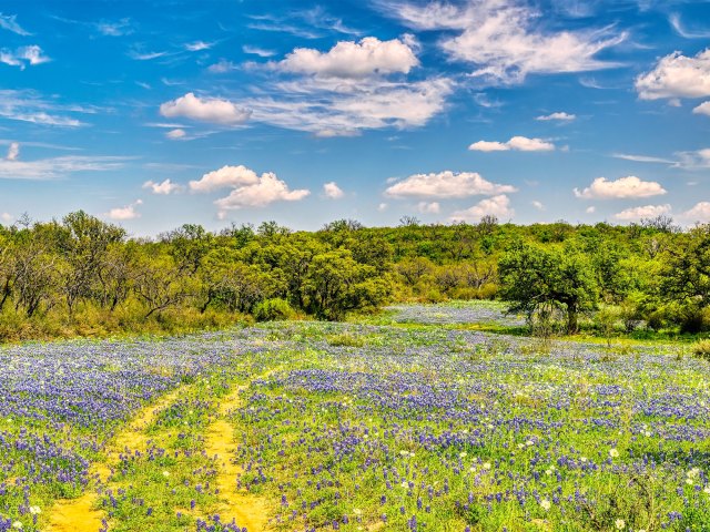 Field of blue bonnets in Texas Hill Country