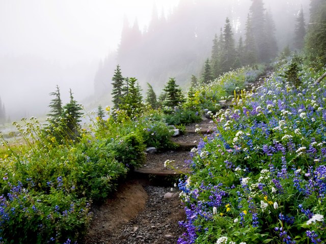 Flowers along hiking trail through foggy Mount Rainier National Park