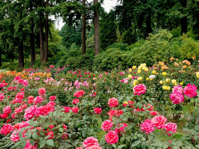 Roses blooming in Portland Oregon's Rose Test Garden