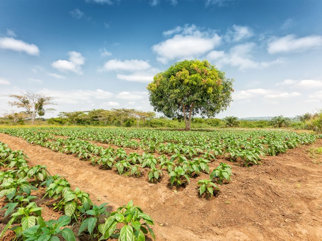 Crops growing in the Cabinda Province of Angola