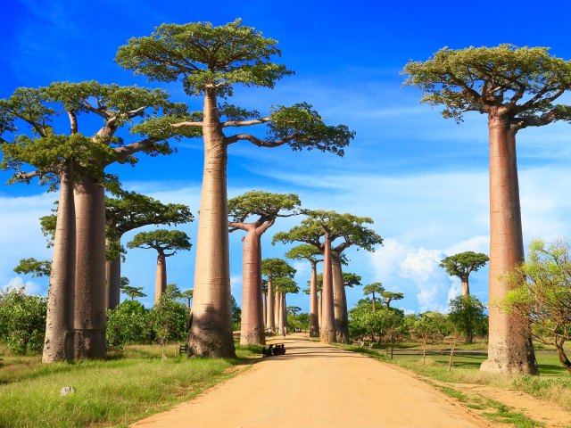 Distinctive baobab trees lining dirt road in Madgascar
