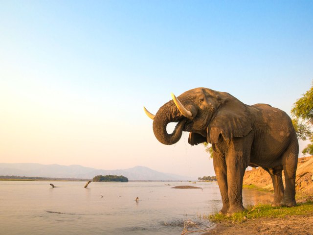 Elephant along the Zambezi River in Africa